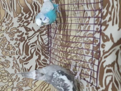 5 aylık wifi sultan papağanı