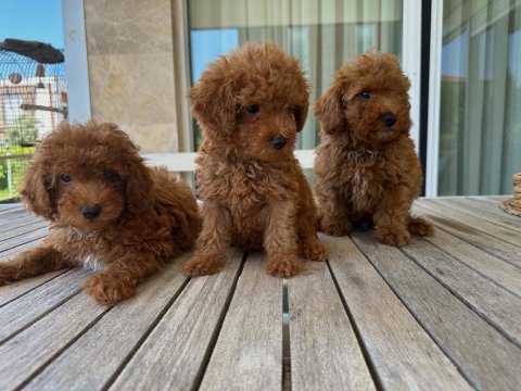 2 aylık toy poodle red erkek yavrular