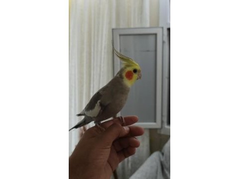 Ele alışık sultan papağanı konuşması var