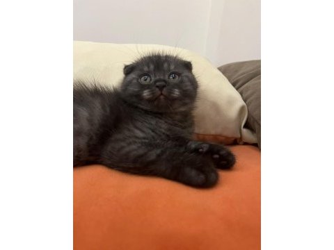 Tatlı yavrularımız scottish fold