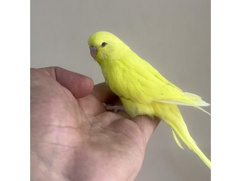 Bebek muhabbet kuşu yeni yeme düşmüştür