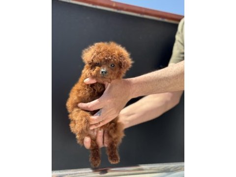 Yasal ruhsatlı çiftlikden ziyarete açık kore toy poodle