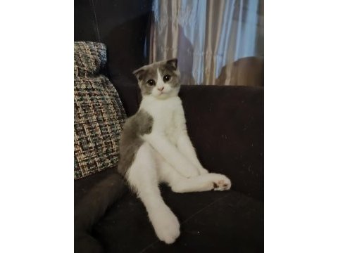 Dişi bi color scottish fold ve dişi british shortair