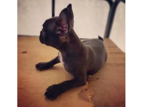 French bulldog - varsa daha iyisi o da annesi