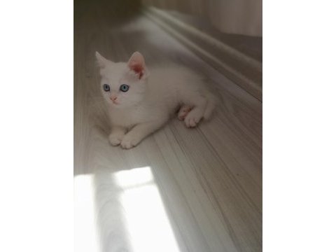 2 aylık dişi yavru british shorthair
