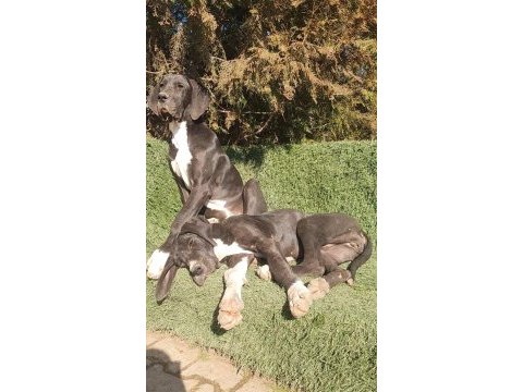 Great dane (danua a şecereli )