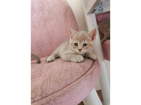 Çok insancıl yavrularımız british shorthair