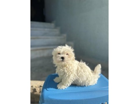 Orjinal maltese terier bebekler