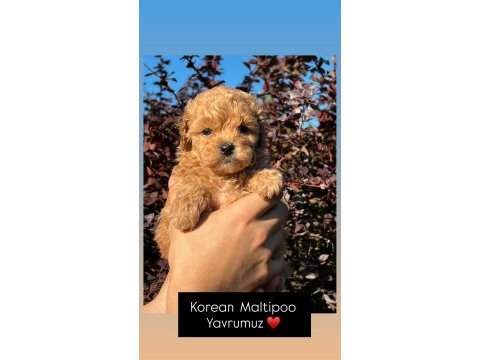 Kore maltipoo