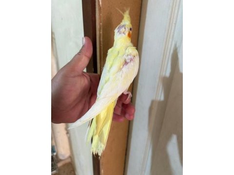 40 günlük lutino bebek sultan papağanı