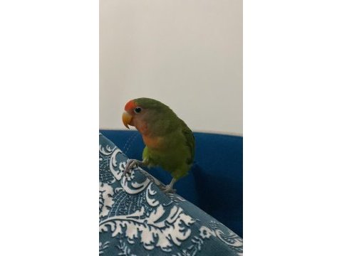 Sevda papağanı erkek 1,5 yaşında