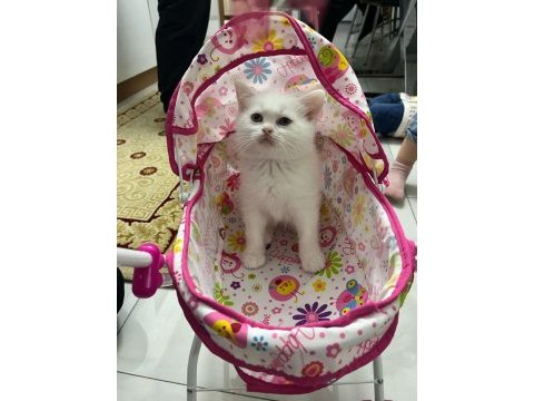 Oyuncu sağlıklı scottish fold yavrular