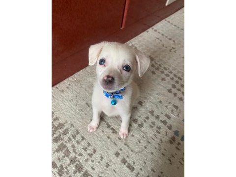 3 aylık chihuahua bebek