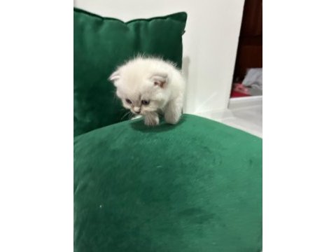 Şecereli anne ve baba scottish fold blue point beyaz