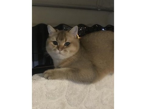British shorthair golden