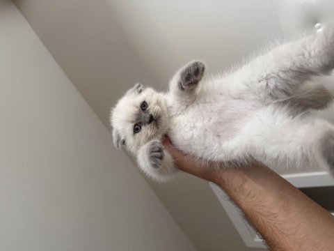 Dişi scottish fold