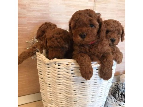 Efsane toy poodle yavruları