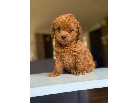 Orjinal teacüp poodle yavrumuz 