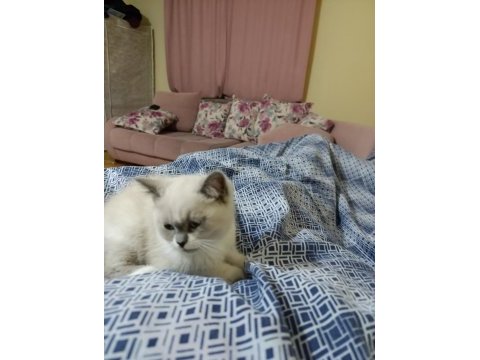 British shorthair kedim