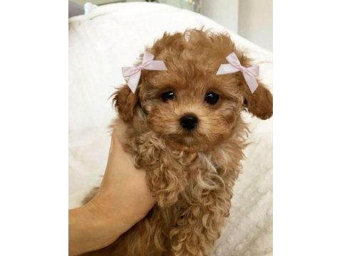 Toy poodle yavru kıvırcık dalgalı orjinal