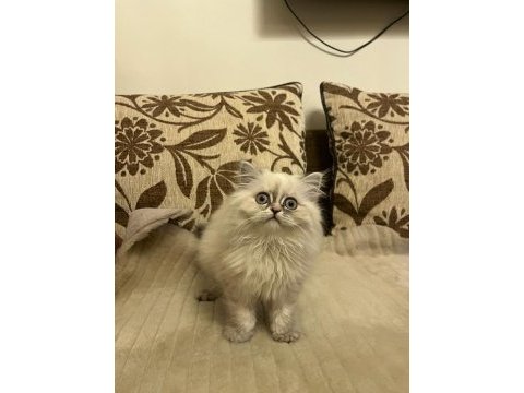 Yavrumuz 08.08.2023 dişi british longhair iç-dış