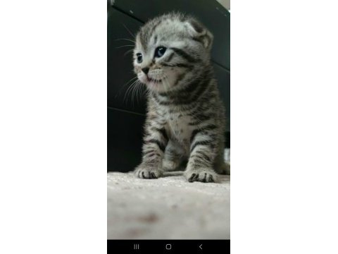 Yakışıklı scottish fold yavrum