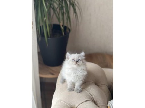 Sevimli surat british longhair blue point