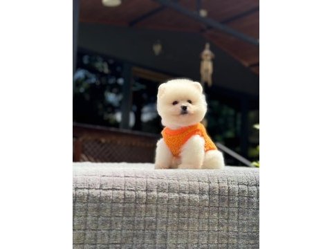 Pomeranian boo yavrusu