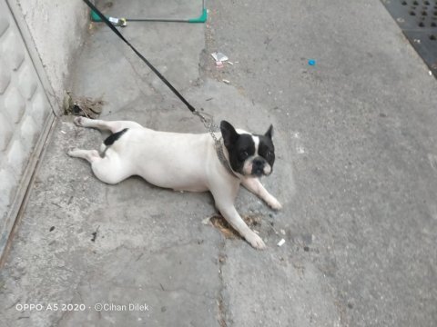 2 yaşında doğum tecrübeli dişi french bulldog