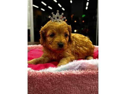 Piazza avm petshop güvencesiyle maltipoo