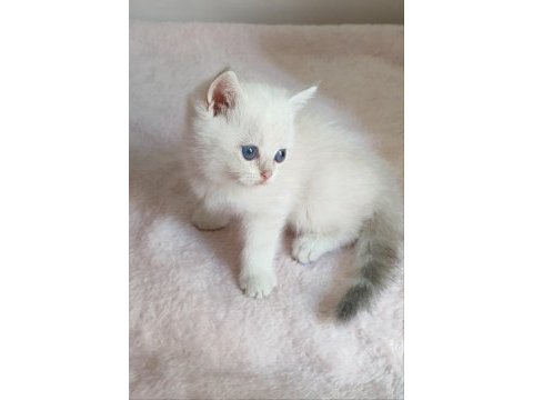 Şafkan british shorthair