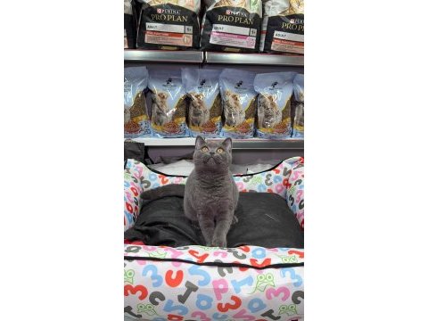 British shorthair yavrularım