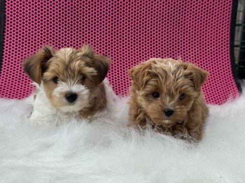 Petmode köpek çiftliğinden tea cup morkie