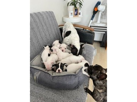 Fransız bulldog yavrularım