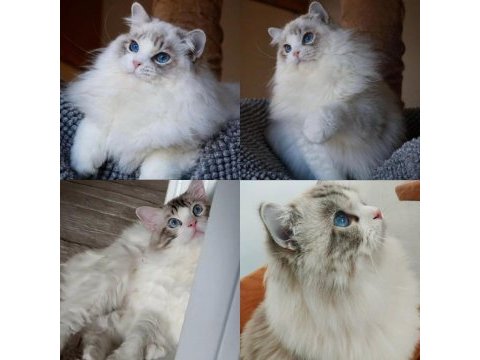 Ragdoll erkek 4 yaşında kısır şecereli