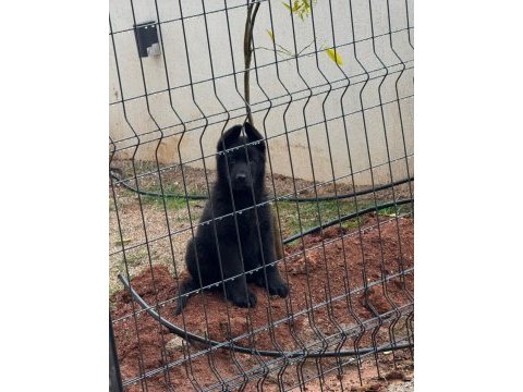 Safkan alman çoban köpeği
