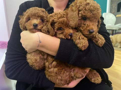 Yavru toy poodle köpeklerimize yuva arıyoruz