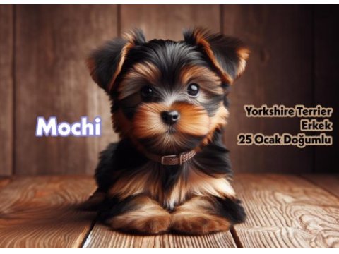 Yorkshire terrier prensi mochi yeni yuvasını arıyor