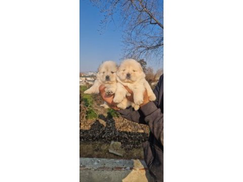 Çin aslanı yavru köpeklerimiz
