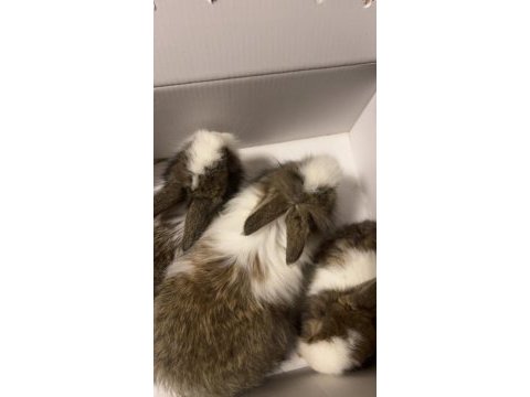 Manisa aslanbaş ve lop tavşan sahiplendirme