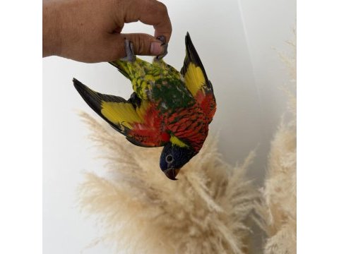 Lori papağanı yavru