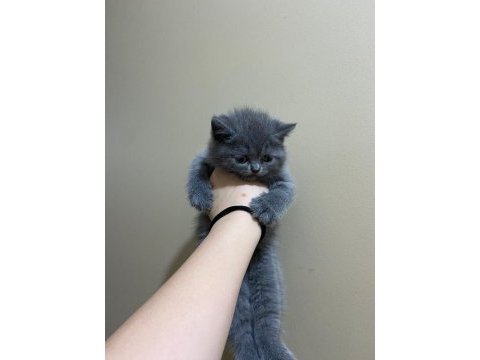 British shorthair silver tabby