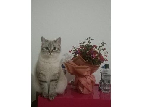 Dişi kedi ücretsiz