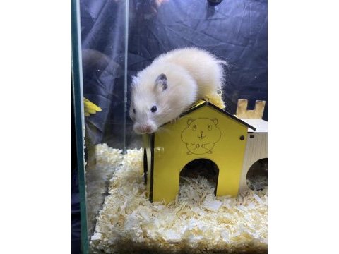 Veteriner kontrolü hamster yavruları