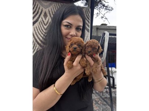 Red toy poodle yavrularım