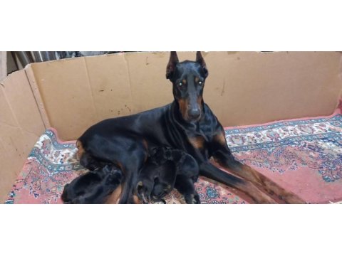 Orjinal doberman