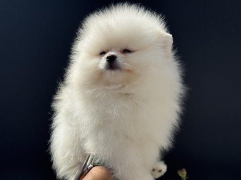 Show kalite tea cup pomeranian boo  yavrular