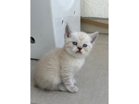Birbirinden güzel british shorthair bebeklerimiz