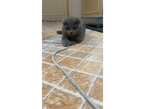 Cins scottish fold yavrularım yeni yuvalarını bekliyor