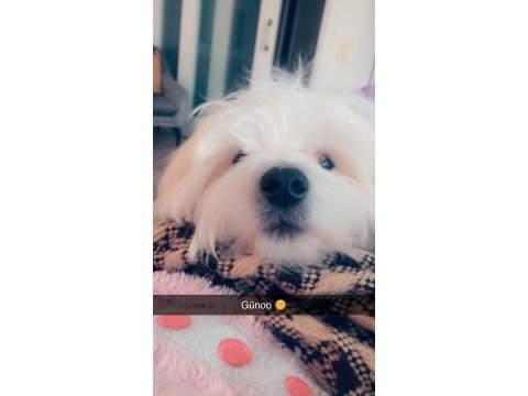 Maltese 4 aylık